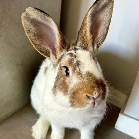 Adopter Linus
