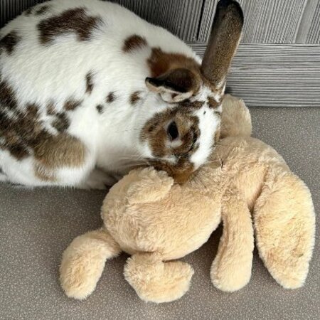 Adopter Linus