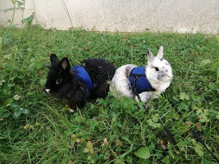 Adopter Onyx & oréo