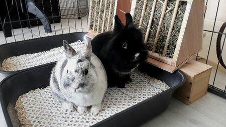 Adopter Onyx & oréo