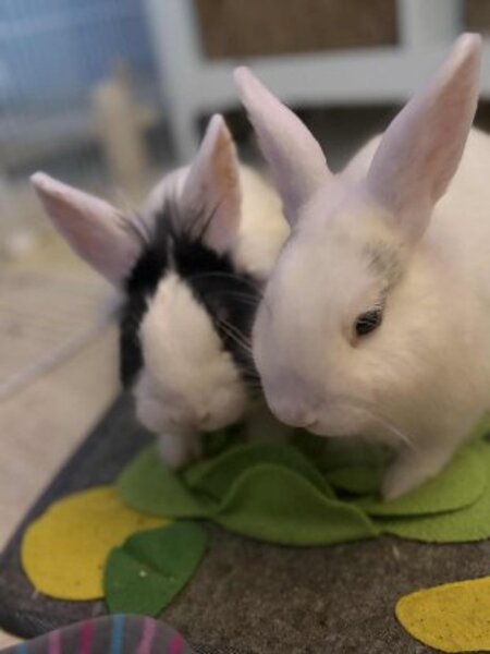 Adopter Sherlock