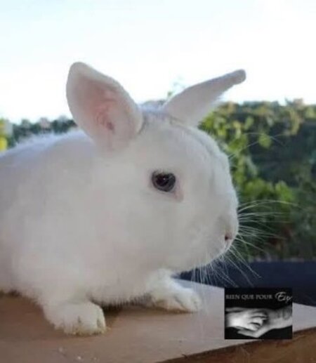 Adopter Shiro