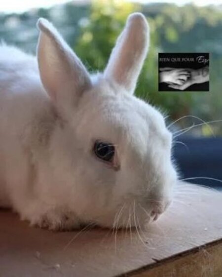 Adopter Shiro