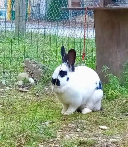 Adopter Smurf