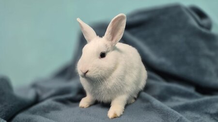 Adopter Watson