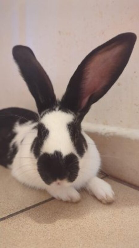 Adopter Zako