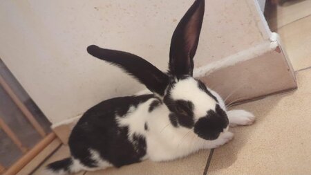 Adopter Zako