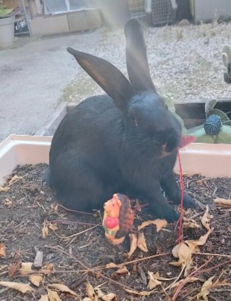 Adopter Zia