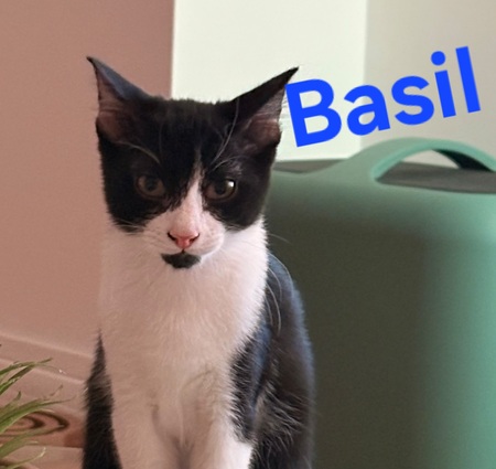 Adopter Basil