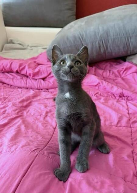 Adopter Gray
