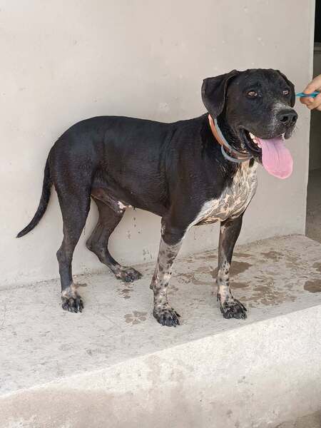 Adopter Salsa