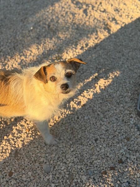 Adopter Pitufa