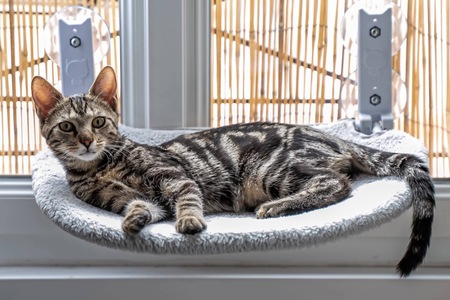 Adopter SARTRE