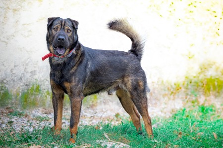 Adopter Gandull