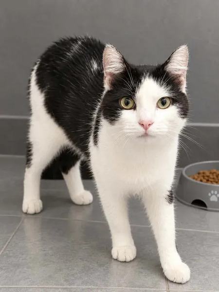 Adopter Felix