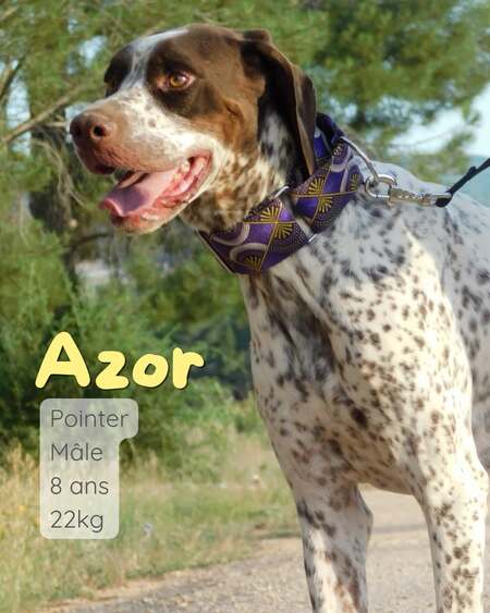 Adopter Azor