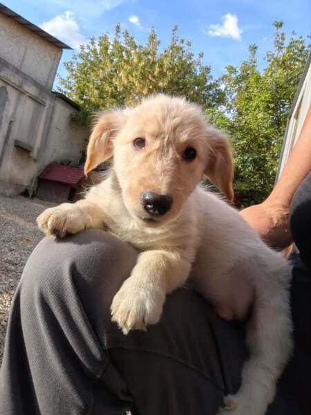 Adopter Sugar