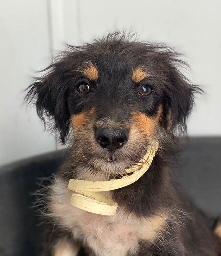 Adopter Levante 