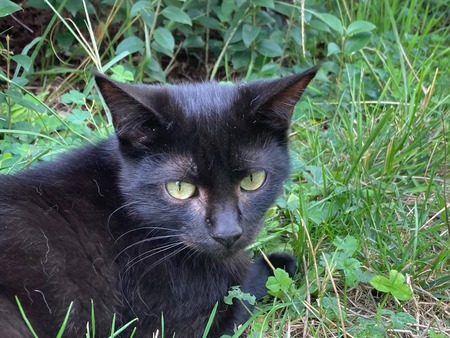 Adopter Bono