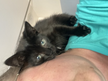 Adopter Tarzan