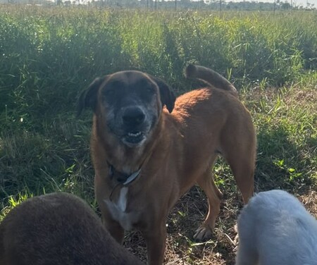 Adopter Loba