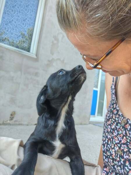 Adopter Brownie