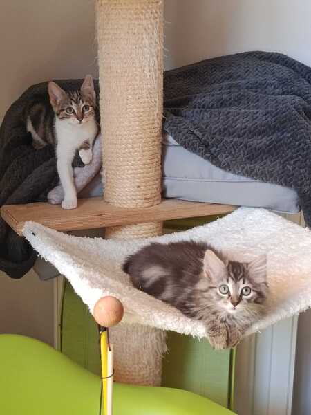 Adopter Nala