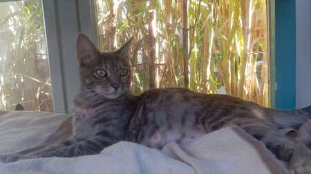 Adopter Gwena