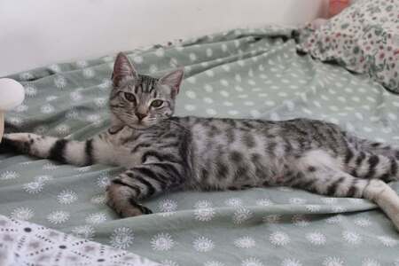 Adopter ETINCELLE