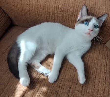Adopter Dulce 