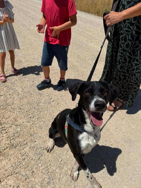 Adopter Morgan