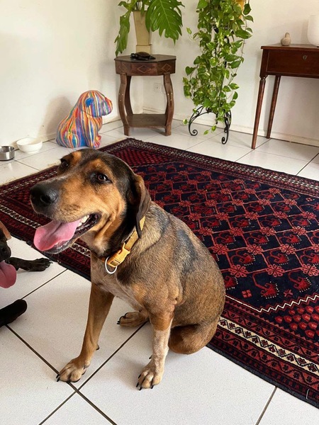Adopter Mama