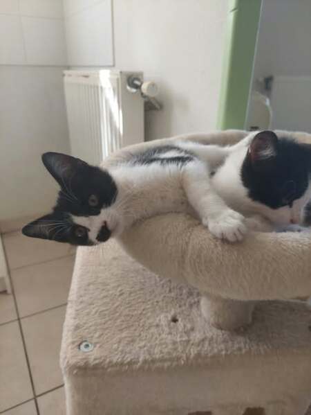 Adopter Briska