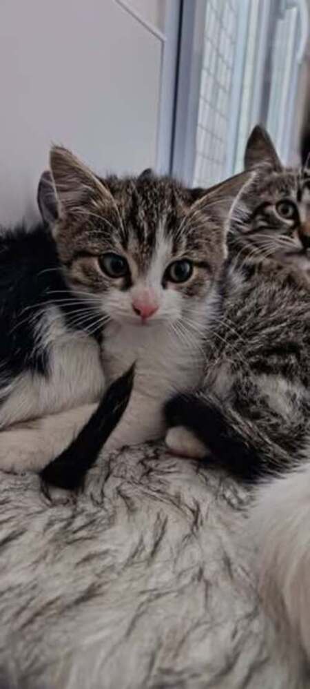 Adopter Pimousse
