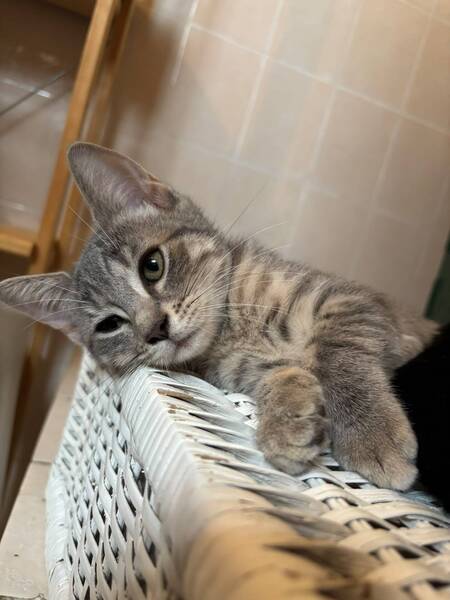 Adopter Kimi