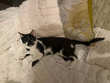 Adopter Brume