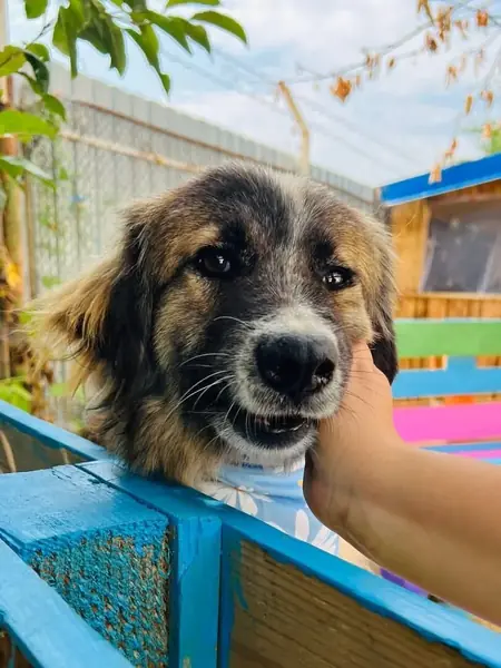 Adopter Brooklyn