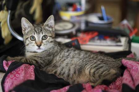 Adopter Beautiful 