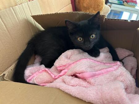 Adopter Baghera