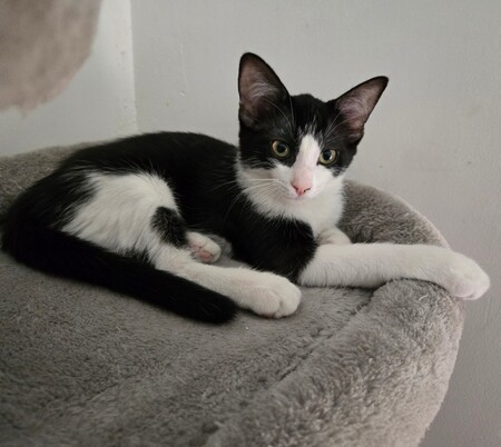 Adopter BRIGNOLES
