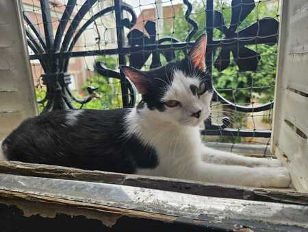 Adopter Aryna