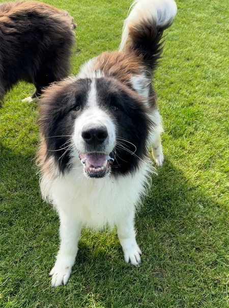 Adopter Scruffy