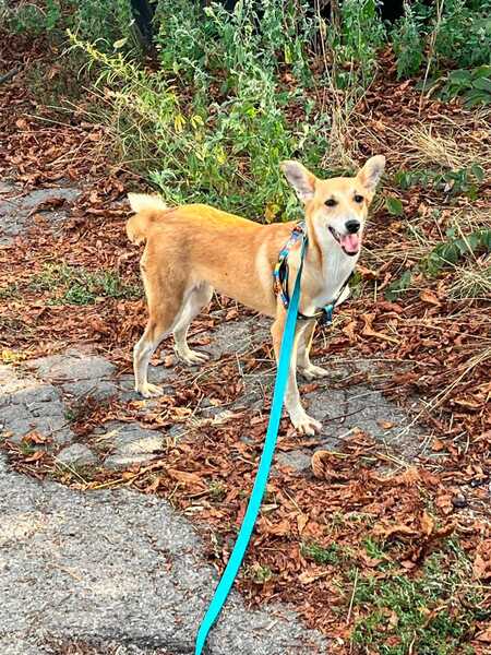 Adopter Stasia