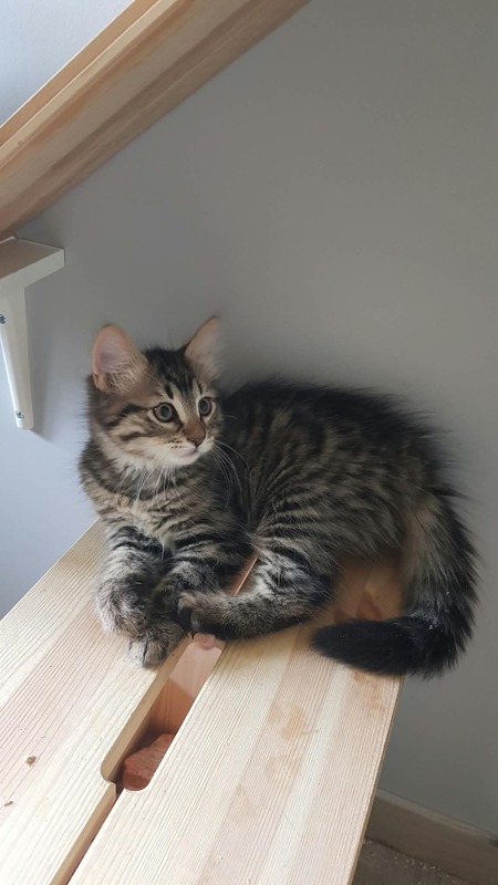 Adopter Balisto