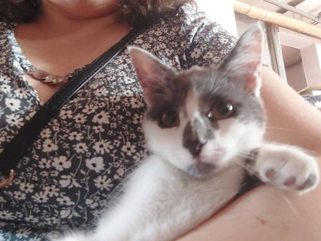 Adopter Pixie