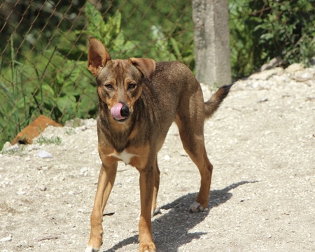 Adopter Luniz