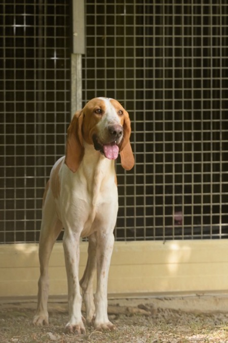 Adopter Ruben