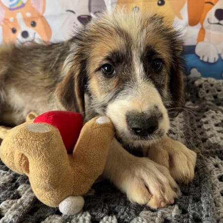 Adopter Salazie