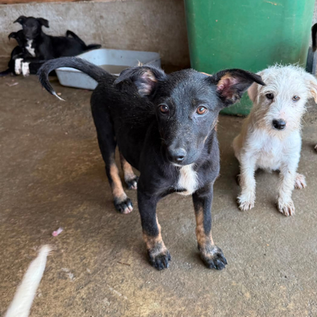 Adopter OYA