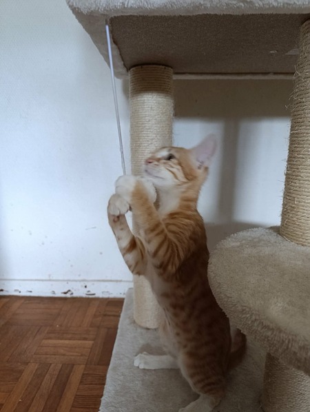 Adopter Sam